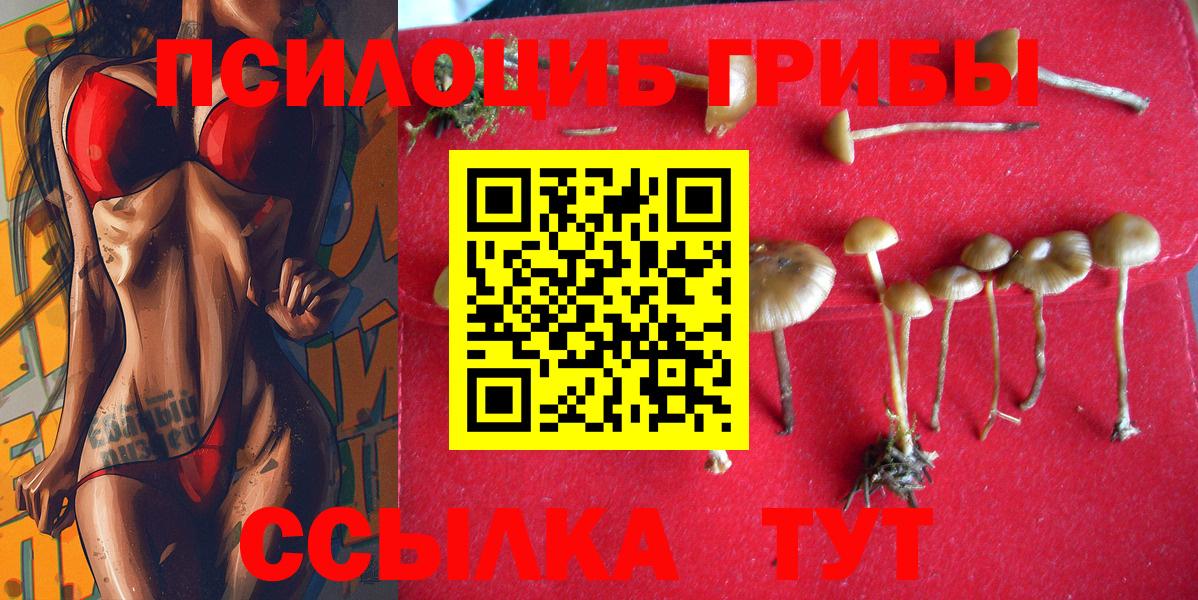 Псилоцибиновые грибы Cubensis Волгоград